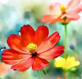 COSMOS sulphureus (Sulphur Cosmos, Dwarf Red)