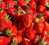 Collection Mix Strawberry Plants (Bare Roots)  (Everbearing + Junebearer)