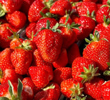 Cabot Strawberry Plants (Bare Roots) (Junebearer)