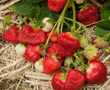 Cabot Strawberry Plants (Bare Roots) (Junebearer)