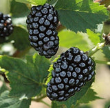 Caddo Blackberry Plants (Plug Plants) Thornless (Early-season Variety)
