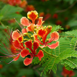 Caesalpinia pulcherrima (Barbados Flower Fence, Dwarf Poinciana, Peacock Flower, Pride Of Barbados)