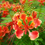 Caesalpinia pulcherrima (Barbados Flower Fence, Dwarf Poinciana, Peacock Flower, Pride Of Barbados)