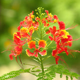 Caesalpinia pulcherrima (Barbados Flower Fence, Dwarf Poinciana, Peacock Flower, Pride Of Barbados)