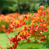 Caesalpinia pulcherrima (Barbados Flower Fence, Dwarf Poinciana, Peacock Flower, Pride Of Barbados)