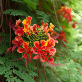 Caesalpinia pulcherrima (Barbados Flower Fence, Dwarf Poinciana, Peacock Flower, Pride Of Barbados)