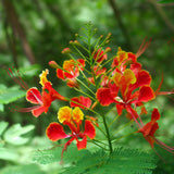 Caesalpinia pulcherrima (Barbados Flower Fence, Dwarf Poinciana, Peacock Flower, Pride Of Barbados)