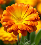 Calendula offinalis (Calendula, Dwarf Mixed: Fiesta Gitana)