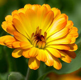 Calendula offinalis (Calendula, Dwarf Mixed: Fiesta Gitana)