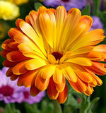 Calendula offinalis (Calendula, Mixed: Pacific Beauty Mix, Pot Marigold)