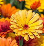 Calendula offinalis (Calendula, Mixed: Pacific Beauty Mix, Pot Marigold)