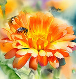 Calendula offinalis (Calendula, Orange: Ball's Orange)