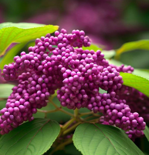 Callicarpa