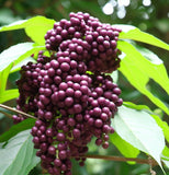 Callicarpa dichotoma c.s. (Beauty Bush)