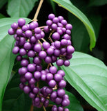 Callicarpa dichotoma c.s. (Beauty Bush)