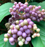 Callicarpa dichotoma d.b. (Beauty Bush)