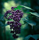 Callicarpa dichotoma d.b. (Beauty Bush)