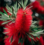 Callistemon citrinus (Scarlet bottle Brush)