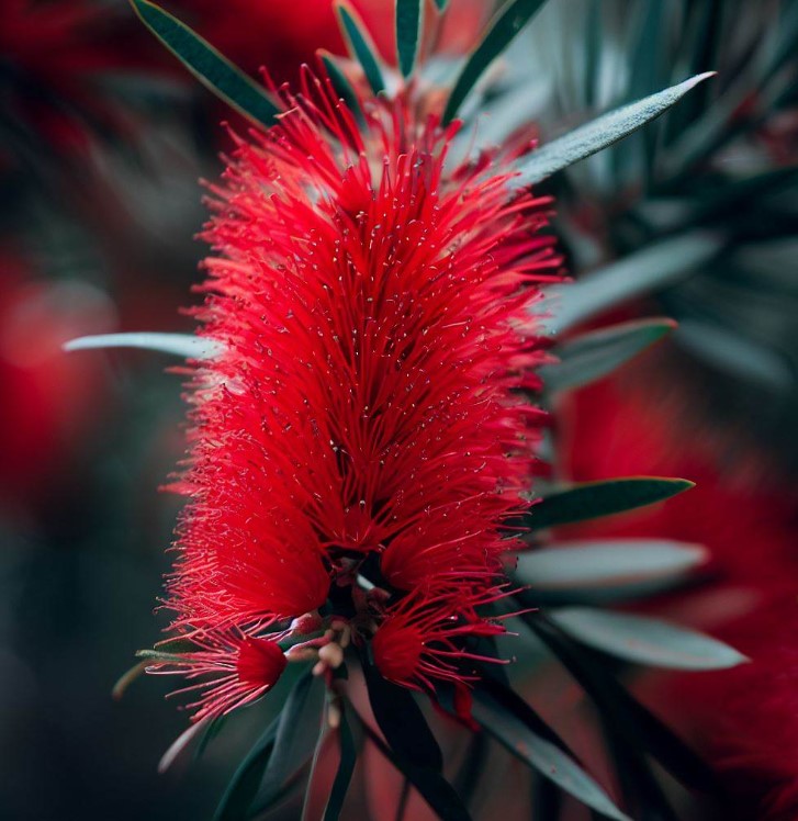 Callistemon citrinus (Scarlet bottle Brush)