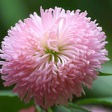 Callistephus chinensis (Aster, China 'Powder Puff')