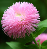 Callistephus chinensis (Aster, China 'Powder Puff')