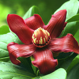 Calycanthus floridus (Carolina Allspice, Strawberry Shrub, Sweet Betsy, Sweet Shrub, Pineapple Shrub)