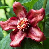 Calycanthus floridus (Carolina Allspice, Strawberry Shrub, Sweet Betsy, Sweet Shrub, Pineapple Shrub)