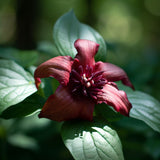 Calycanthus floridus (Carolina Allspice, Strawberry Shrub, Sweet Betsy, Sweet Shrub, Pineapple Shrub)