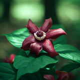 Calycanthus floridus (Carolina Allspice, Strawberry Shrub, Sweet Betsy, Sweet Shrub, Pineapple Shrub)