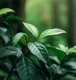 Camellia sinensis (Tea, Tea Plant, Tea Camellia)