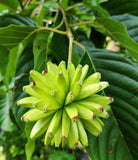 Camptotheca acuminata (Camptotheca, Cancer Tree, Happy Tree, Tree Of Life)