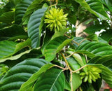 Camptotheca acuminata (Camptotheca, Cancer Tree, Happy Tree, Tree Of Life)