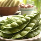 Canavalia ensiformis (Giant Stock Bean, Gotani Bean, Horse Bean, Jack Bean, Swordbean, Wonder Bean, Wonderbean)