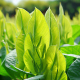Canavalia ensiformis (Giant Stock Bean, Gotani Bean, Horse Bean, Jack Bean, Swordbean, Wonder Bean, Wonderbean)