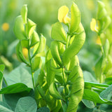 Canavalia ensiformis (Giant Stock Bean, Gotani Bean, Horse Bean, Jack Bean, Swordbean, Wonder Bean, Wonderbean)
