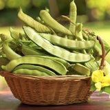 Canavalia ensiformis (Giant Stock Bean, Gotani Bean, Horse Bean, Jack Bean, Swordbean, Wonder Bean, Wonderbean)