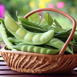 Canavalia ensiformis (Giant Stock Bean, Gotani Bean, Horse Bean, Jack Bean, Swordbean, Wonder Bean, Wonderbean)