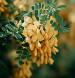 Caragana arborescens (Siberian Pea Tree)