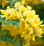 Caragana arborescens (Siberian Pea Tree)