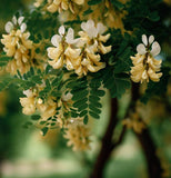 Caragana arborescens (Siberian Pea Tree)