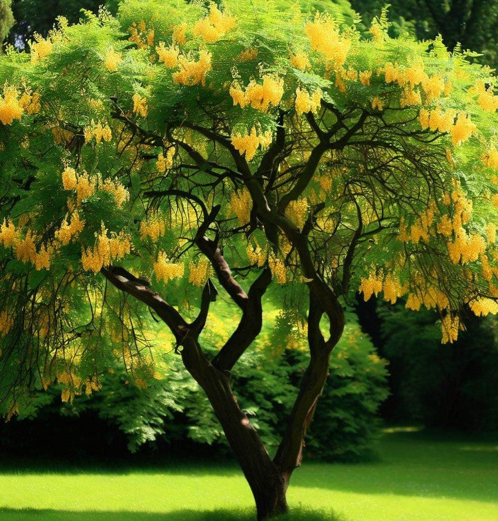 Caragana arborescens (Siberian Pea Tree) – MySeedsCo