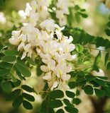 Caragana arborescens (Siberian Pea Tree)