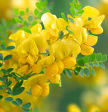 Caragana korshinskii (Korshinsk Peashrub, Korshinsk Pea Shrub)