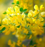 Caragana korshinskii (Korshinsk Peashrub, Korshinsk Pea Shrub)