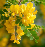 Caragana korshinskii (Korshinsk Peashrub, Korshinsk Pea Shrub)