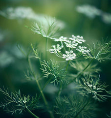 caraway seed plant Caraway (Carum carvi) 0.25 oz (~2500 Seeds)