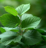 Carpinus betulus (European Hornbeam)