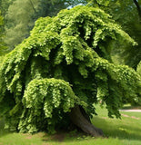 Carpinus betulus (European Hornbeam)