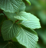 Carpinus orientalis (Oriental Hornbeam)