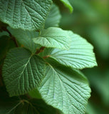 Carpinus orientalis (Oriental Hornbeam)